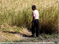 Nepal. Kornet skal i hus og skres med en lille le og krum ryg. Av [Klik for et strre billede]