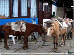 Nepal. Foran hotellet var en flok heste dukket op. De blev fodret, sadlet op og gjort klar [Klik for et strre billede]