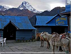 Nepal. Hestene, foran vores hytte, klar til afgang [Klik for et strre billede]