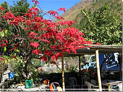 Nepal. Julestjerne og god kaffe p New Annapurna Lodge & Restaurant i Dana [Klik for et strre billede]
