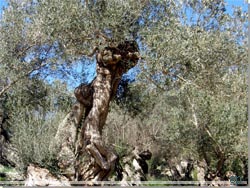 Mallorca. Oliven skulpturer