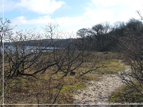 Bornholm. Kyststien er her sandet og gr mellem de bladlse budskadser