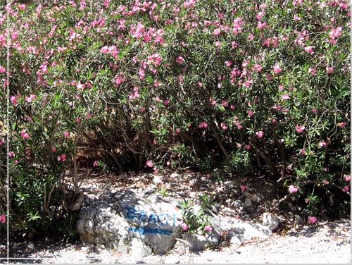 Nerierne, Nerium oleander, blomstrer i pink