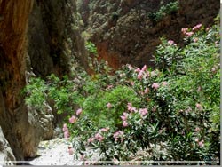 Kretas klfter. Nerium Oleander er talrige og pryder klfterne