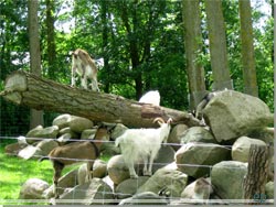 Legeland for geder. En bunke store sten og en trstamme [Klik for et strre billede]