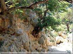 Kreta. Fantastisk overlevelseskraft... Kreta. Fantastisk overlevelseskraft...