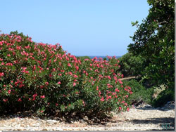 Kreta. Vi nrmer os slutningen af klften